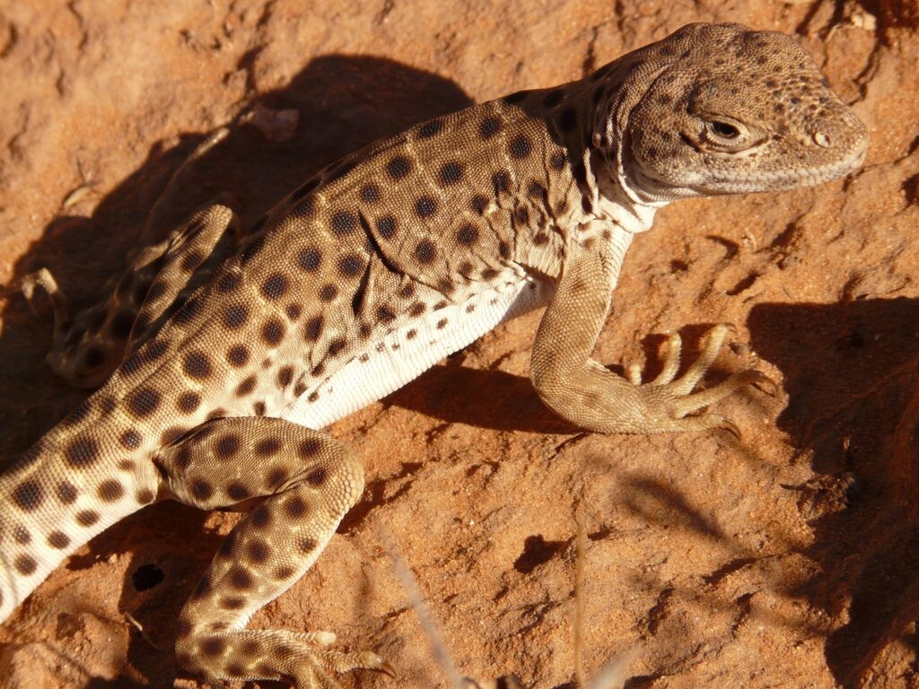 Desert Wildlife
