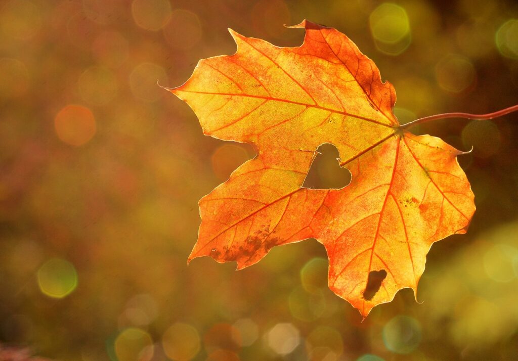 Maple Leaf