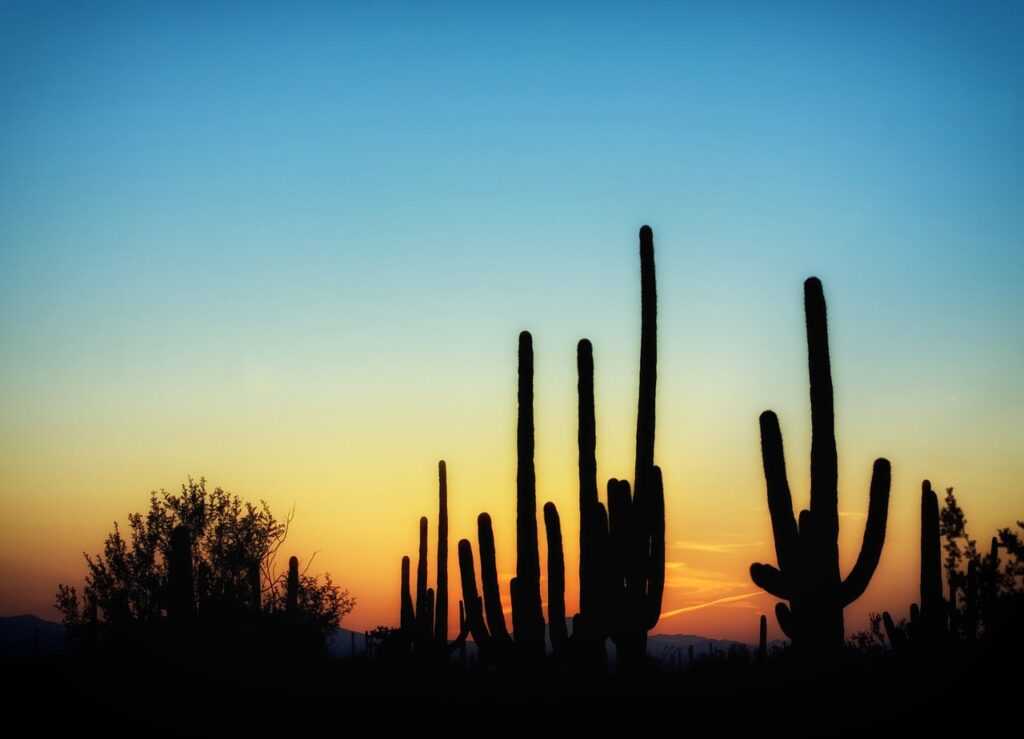 Saguaro Cactus