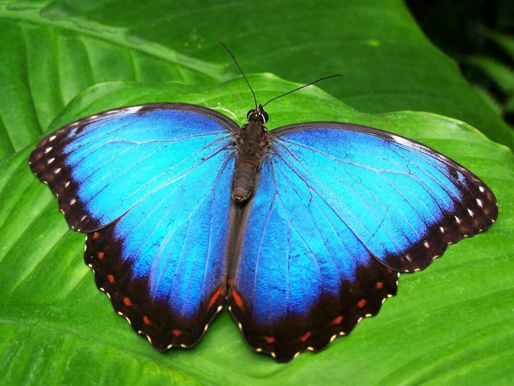 Abundant Wildlife
