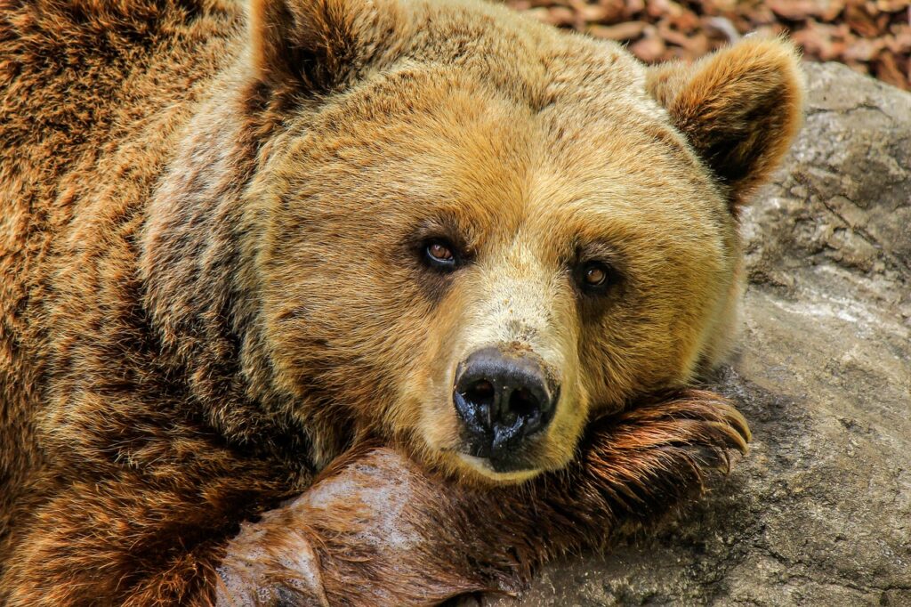 Grizzly bears Montana