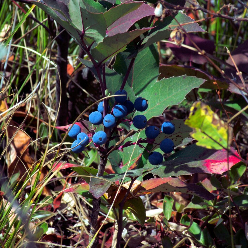 Huckleberries