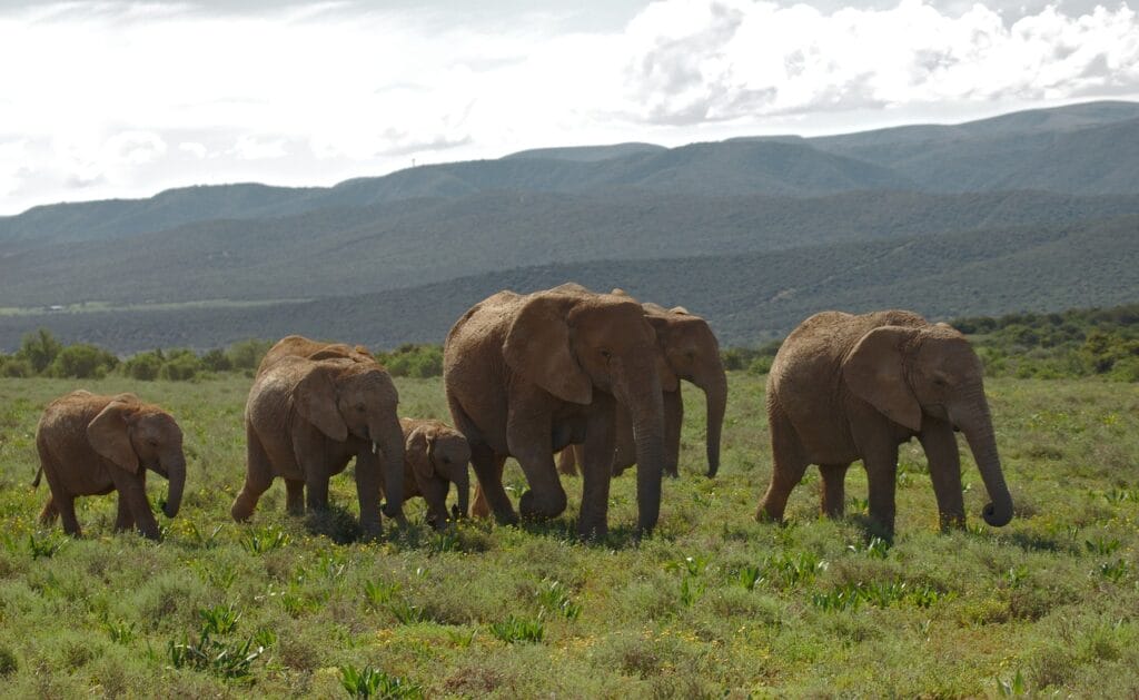 Kragga Kamma Game Park