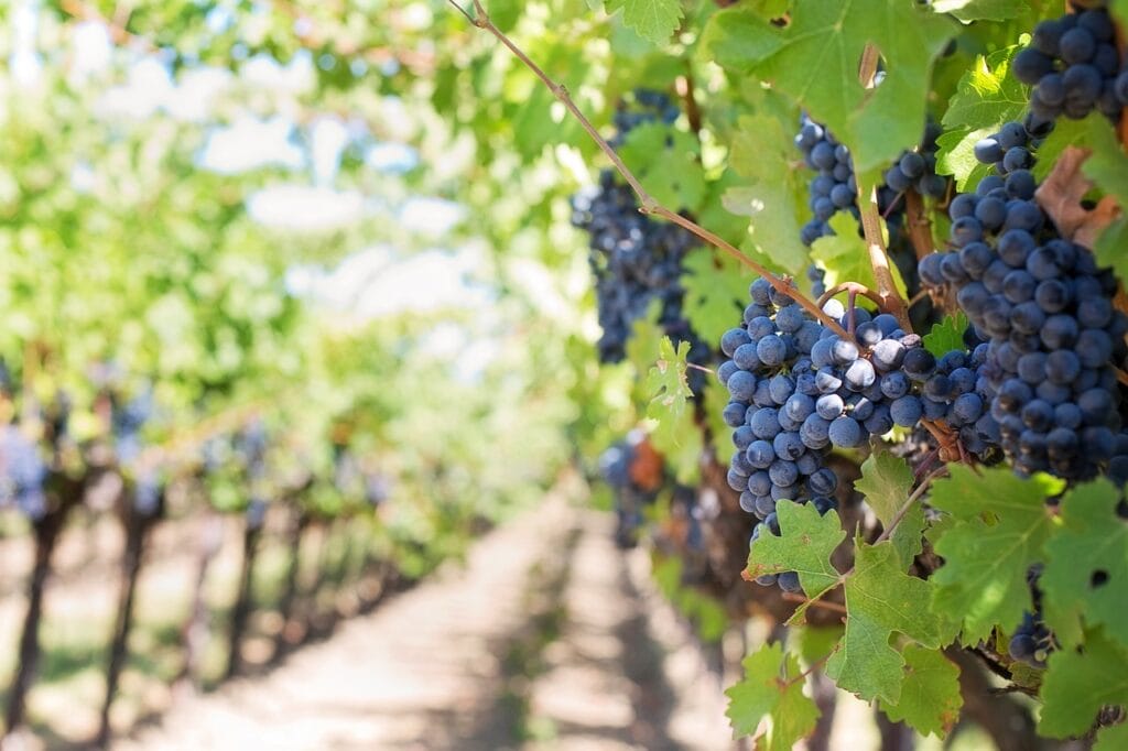 Vineyards in Vermont