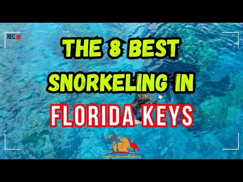 The 8 Best snorkeling in Florida Keys