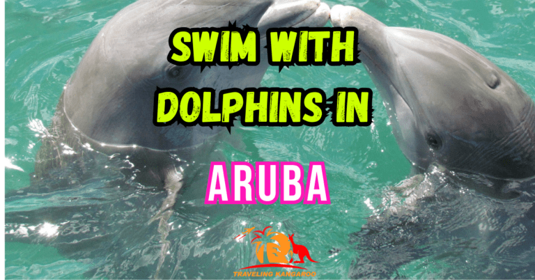 Dolphins in Aruba